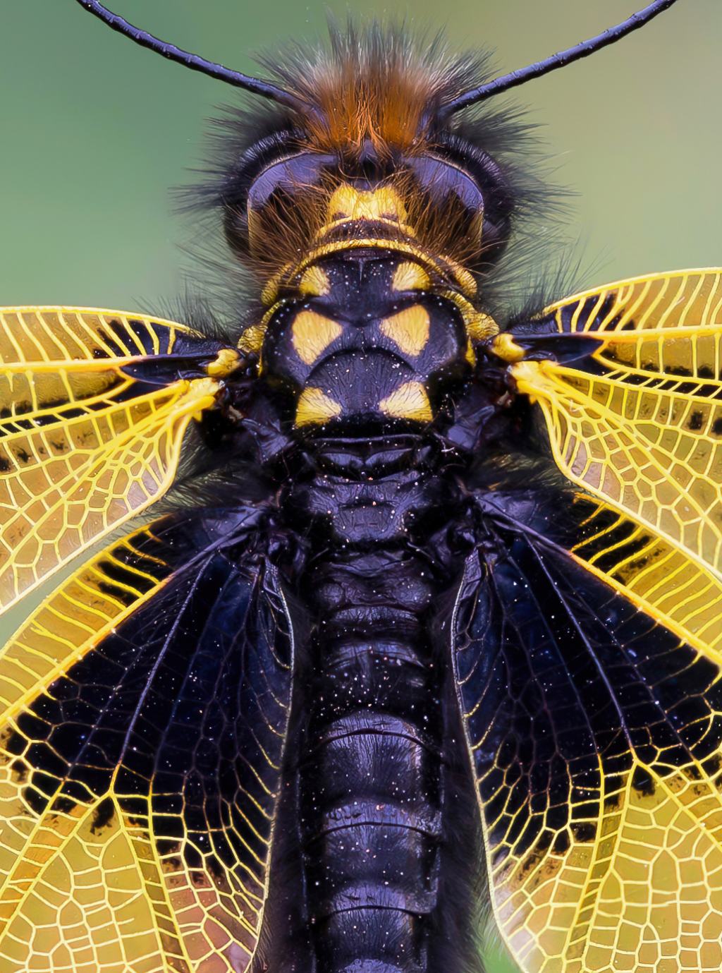 Ascalaphidae - Libelloides longicornis